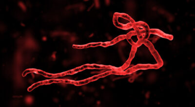 Ebola virus disease (EVD) is a rare and deadly disease which can affect both people and nonhuman primates